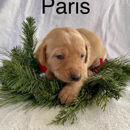 Paris - Yellow female Labrador Retriever puppy in Mineral, Virginia from Canine Assist