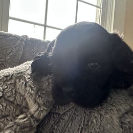 Cocker Spaniel Puppies from Abundance of Joy LLC