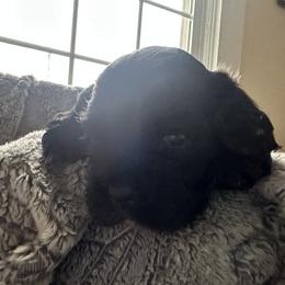 Cocker Spaniel Puppies from Abundance of Joy LLC