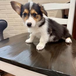 Gigi - Black and tan female Pembroke Welsh Corgi puppy in Payson, Utah from Spring Creek Aussies + Corgis