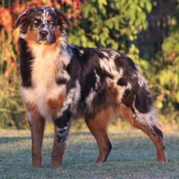 Jiggs - Australian Shepherd