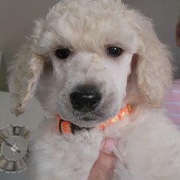 Poodle Puppies from Sharpshooter Standard Poodles