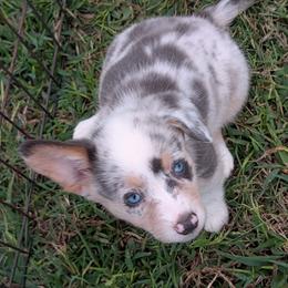 Anne Shirley - Blue merle and white female American Corgi puppy in Paden, Oklahoma from Sunray Ranch