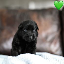 Green collar - Black male German Shepherd puppy in Portland, Tennessee from Howixx German Shepherds