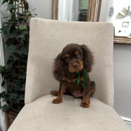 Cubby - Chocolate male Cavalier King Charles Spaniel puppy in Herriman, Utah from Gypsi Doodles & Poodles LLC.