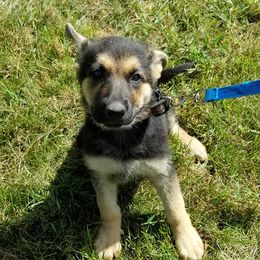 German Shepherds from Whisperingwoods