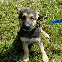 German Shepherds from Whisperingwoods