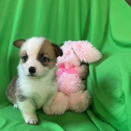 21 Black Collar - Sable female Pembroke Welsh Corgi puppy in Port Republic, Maryland from Bestfurends