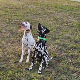 Dalmatian puppies from Mainstreet Dalmation