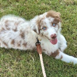 Australian Shepherd All Grown Up from Flowertown Aussies