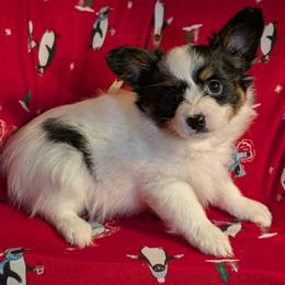 Nick - White black and tan male Papillon puppy in Myakka City, Florida from LaRae's Papillons