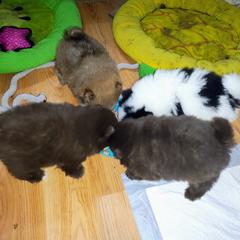 Pomeranian and Shetland Sheepdog Puppies from K&A Little Wonder's