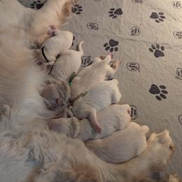 Male 5 - Light golden male Golden Retriever puppy in Rice Lake, Wisconsin from Knotty Acres