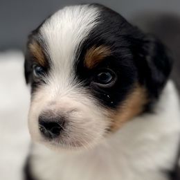Pluto - Black tri male Miniature American Shepherd puppy in Damascus, Oregon from Rebel Soul Minis