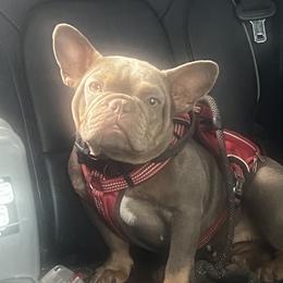 Baela - French Bulldog