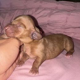 Dachshund Puppies from Carranza Puppy Farm