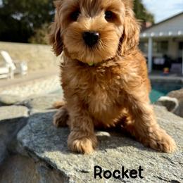 Rocket - Apricot male Australian Labradoodle puppy in Sacramento, California from Delta Breeze Labradoodles