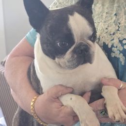 Raphael - Boston Terrier