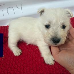 Tiny Tim - Wheaten male Scottish Terrier puppy in Chattanooga, Tennessee from Oodles of Cuties!