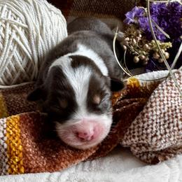 Mila - Red tri-color female Australian Shepherd puppy in Ramona, California from Blue Moon Aussies
