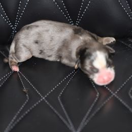 Blue-Eyed Blue Merle Male 2 - Blue merle male Toy Australian Shepherd puppy in Leighton, Alabama from Isbell Land & Livestock, LLC