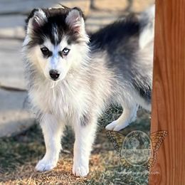 Monarch Blanche - Black and white female Pomsky puppy in Greeley, Colorado from Monarch Pomskies | Northern Colorado