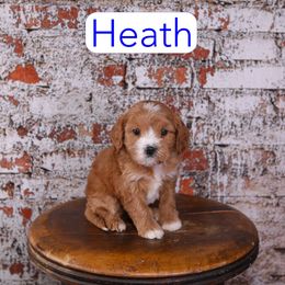 Heath - Red male Cavapoo puppy in Calhoun, Georgia from Happy Top Doodles