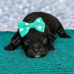 Whimsie - Phantom female Poodle puppy in Monroe, North Carolina from Toy Poodle Shenanigans