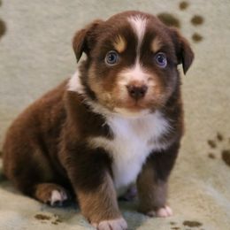Agi - Red tri male Miniature Australian Shepherd puppy in Weatherford, Texas from Ridgestar Aussies
