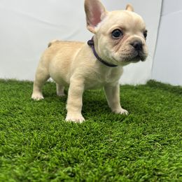 French Bulldog Puppies from Seven Star Kennel