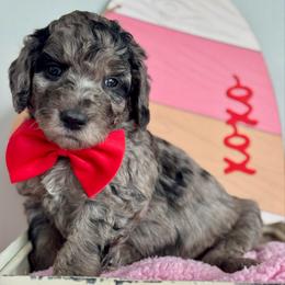 Orange - Merle male Goldendoodle puppy in Hesperia, Michigan from Red Acres Poodles & Doodles