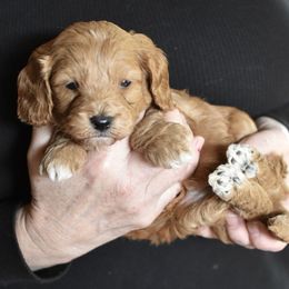 Green Collar Boy - Red male Cavapoo puppy in Gilbert, Arizona from Azbernedoodlepuppies