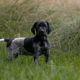 Bluey - Black roan German Shorthaired Pointer puppy in Honey Brook, Pennsylvania from Windsong Pointers