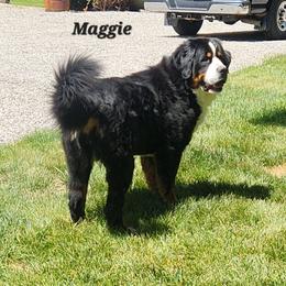 Maggie - Bernese Mountain Dog