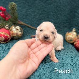 Peach - Light golden female Golden Retriever puppy in Conroe, Texas from Tails of Cypress