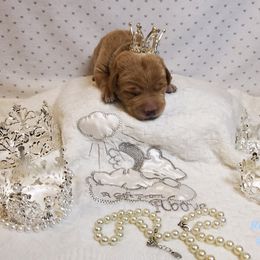 Dilute Retriever and Labrador Retriever Puppies from Kilgore’s Labrador Retrievers