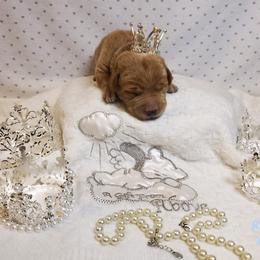 Dilute Retriever and Labrador Retriever Puppies from Kilgore’s Labrador Retrievers