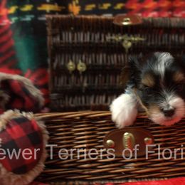 Biewer Terrier Puppies from Biewer Terriers of Florida Dawn