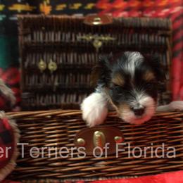 Biewer Terrier Puppies from Biewer Terriers of Florida Dawn