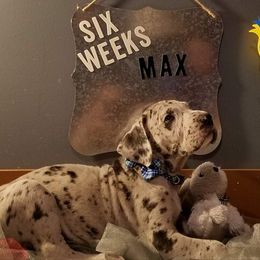 Great Dane Puppies from Acres Verdes Danes