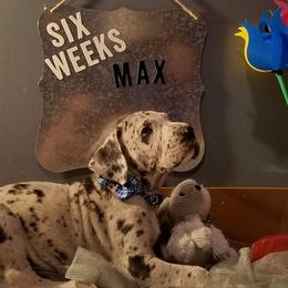 Great Dane Puppies from Acres Verdes Danes