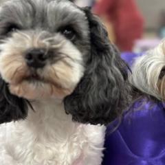 Lowchen from Nightsong Löwchen