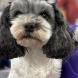 Lowchen from Nightsong Löwchen