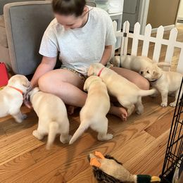 Labrador Retriever Puppies from Four Belles Labradors