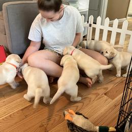 Labrador Retriever Puppies from Four Belles Labradors