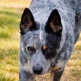 ARIA - Australian Cattle Dog
