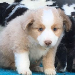 Miniature Australian Shepherds from Sequoia's Lil' Aussies