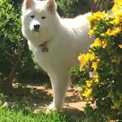 Samoyed All Grown Up from Lakehill Samoyeds