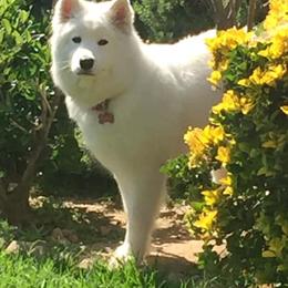 Samoyed All Grown Up from Lakehill Samoyeds