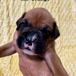 Mr Orange Christy's Litter - Fawn male Boxer puppy in Palm Coast, Florida from Starlight Boxer Corner